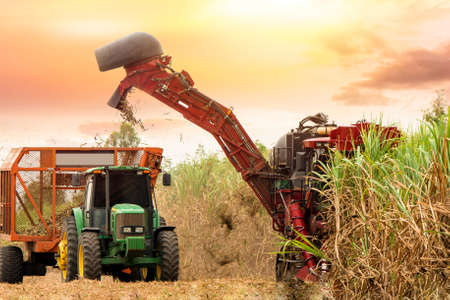 Chaiyaphum, Thailand-DECEMBER 9: Working sugar cane cutting machine with sunset time on the December 9, 2018 in Chaiyaphum, Thailandのeditorial素材