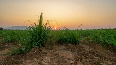 sugar farm field on sunset time, small sugar cane farmの写真素材