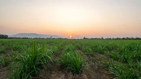 sugar farm field on sunset time, small sugar cane farmの写真素材