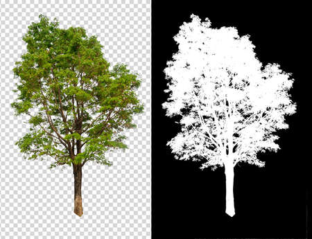 single tree on transparent picture background with clipping path, single tree with clipping path and alpha channel on black backgroundの写真素材