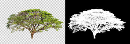 single tree on transparent picture background with clipping path, single tree with clipping path and alpha channel on black backgroundの写真素材