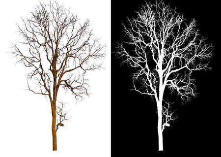 single tree without leaf with clipping path and alpha channelの写真素材