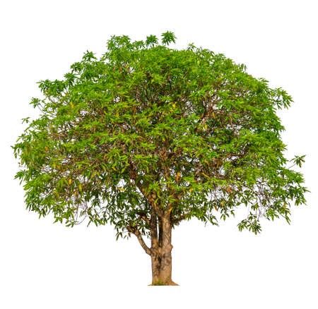 single tree with clipping path and alpha channel