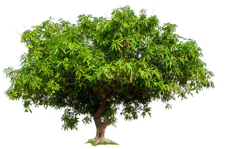 isolated mango tree on white backgroundの写真素材
