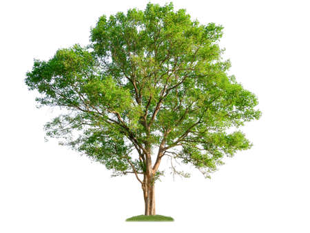 single tree with clipping path and alpha channelの写真素材