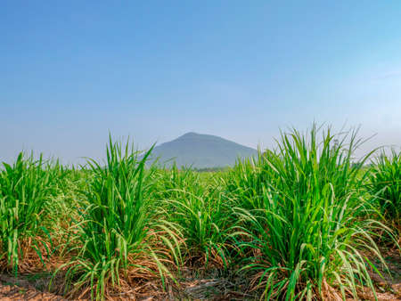 sugar cane field, small sugar field in with mountain at backgroundの写真素材