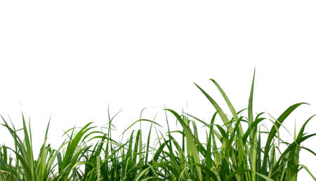 sugar leaves on white background with clipping pathの写真素材