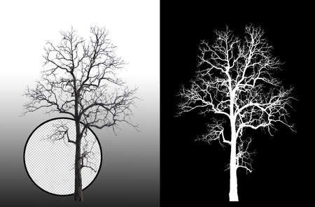 tree without leaves on grey background with clipping path and alpha channelの写真素材