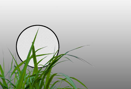 sugar cane field with clipping path, sugar leaves on white background with clipping path