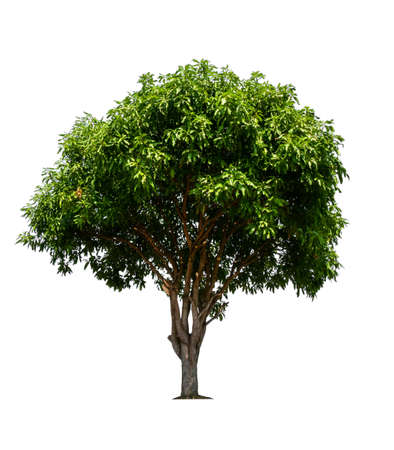 single tree with clipping pathの写真素材