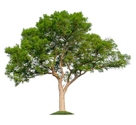 single tree with clipping pathの写真素材