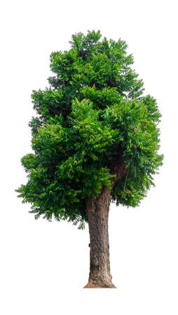 single tree with clipping pathの写真素材