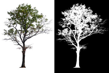 isolated single tree on white backgroundの写真素材