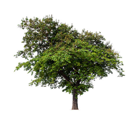 isolated single big tree on white backgroundの写真素材