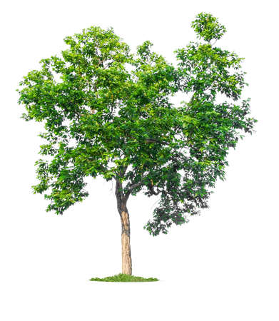 isolated single big tree on white background