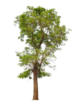 isolated single treeの写真素材