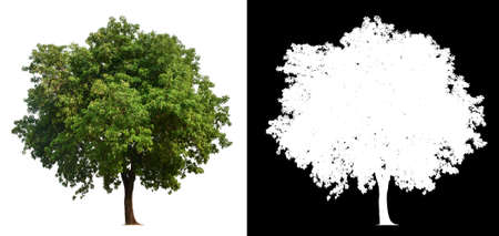 single tree with alpha channelの写真素材