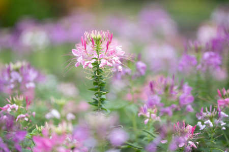 pink flower in garden with blur backgroundの写真素材