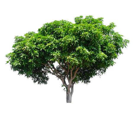 isolated mango tree on white background with clipping pathの写真素材