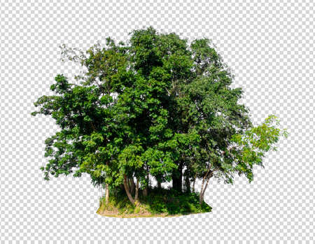 isolated tree on transperrent picture background with alpha channelの写真素材
