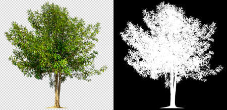isolated tree on transperret picture background with clipping path and alpha channelの写真素材