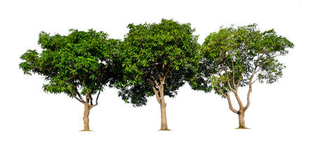 isolated mango tree on white background with clipping path and alpha channel