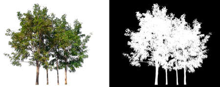 isolated group of tree on white backgroundの写真素材
