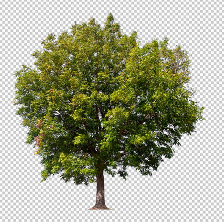 isolated tree on transperrent picture backgroundの写真素材