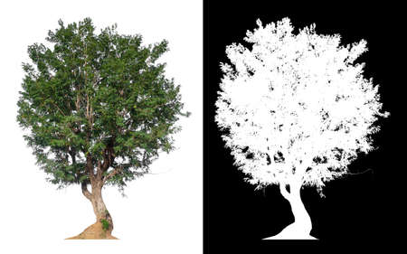 isolated tree on white backgroundの写真素材