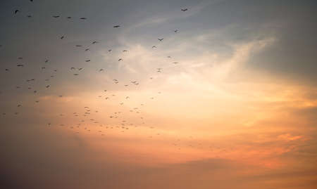 sunset sky with bird group in warm toneの写真素材
