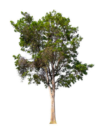 isolated tree on white background with clipping pathの写真素材