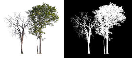 isolated tree on white backgroundの写真素材