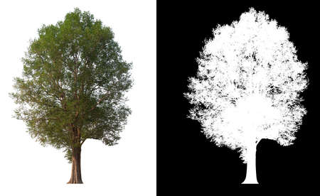 Isolated single tree on white background with clipping path and alpha channelの写真素材