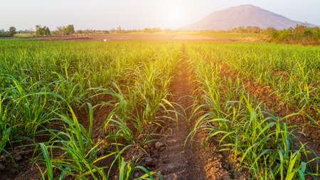 Sunset with small sugar plant in farmの写真素材