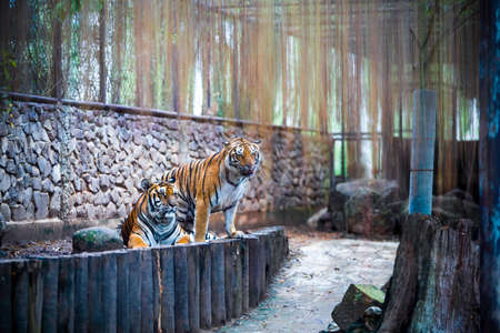 two tigers in zoo, big tigers 