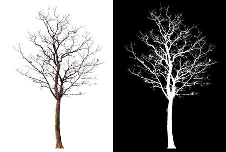 isolated tree without leaves  alpha channalの写真素材