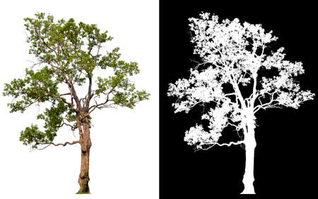 isolated tree on white background  and alpha channalの写真素材