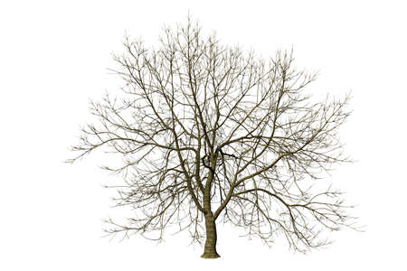 isolated tree without leaf on white background with clipping, 3D illustration renderingの写真素材
