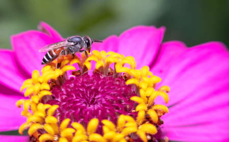 honey bee collecting pollen on pink and yellow flowerの写真素材