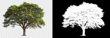isolated big tree on white backgroundの写真素材