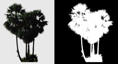 isolated tree on white background picture with clippings path and alpha channel for brushの写真素材