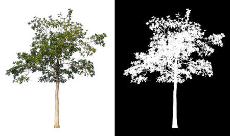 isolated tree on white backgroundの写真素材