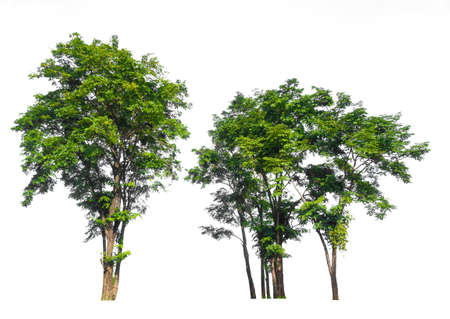 isolated tree on white backgroundの写真素材