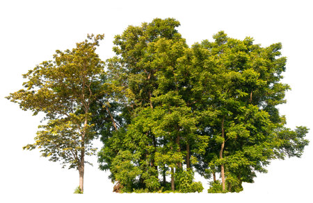 Isolated tree on white background with selected and path inside, alpha channel built in picture for brush and selection treeの写真素材