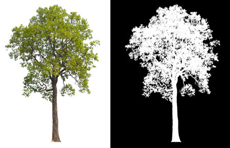 Green tree isolated on white background with post cut out original background and white background replaced for easy to selection with clippings path inside, alpha channel for make brush and selectionの写真素材
