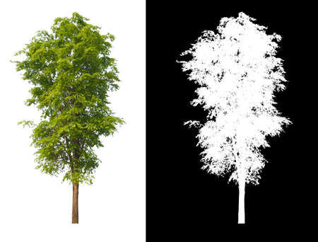 Green tree isolated on white background with post cut out original background and white background replaced for easy to selection with clippings path inside, alpha channel for make brush and selectionの写真素材