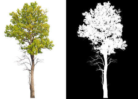 Green tree isolated on white background with post cut out original background and white background replaced for easy to selection with clippings path inside, alpha channel for make brush and selectionの写真素材