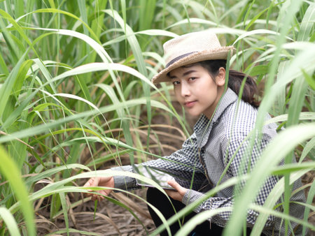 woman farmer holding smart device and check sugar cane leaf, smart farmer working in farmの写真素材