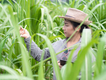 woman farmer holding smart device and check sugar cane leaf, smart farmer working in farmの写真素材