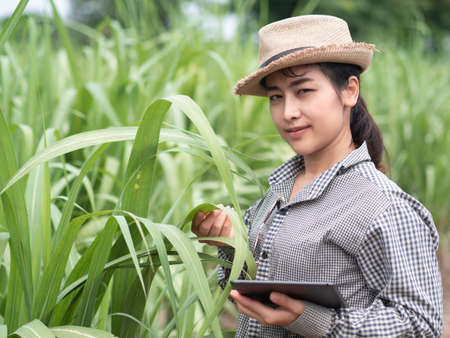 woman farmer holding smart device and check sugar cane leaf, smart farmer working in farmの写真素材